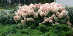 banner hortensia